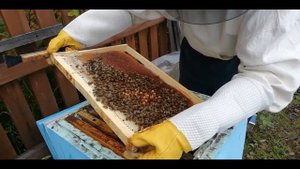 Собрать слабые семьи в зиму. - Осенние работы на пасеке.