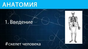 Анатомия: введение в скелет человека