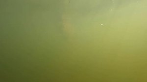 Ловил голавля, а моймал трешку жереха на новенький jackall chubby 41 ssr