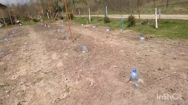 возвратные заморозки как от них защититься и как спасти урожай