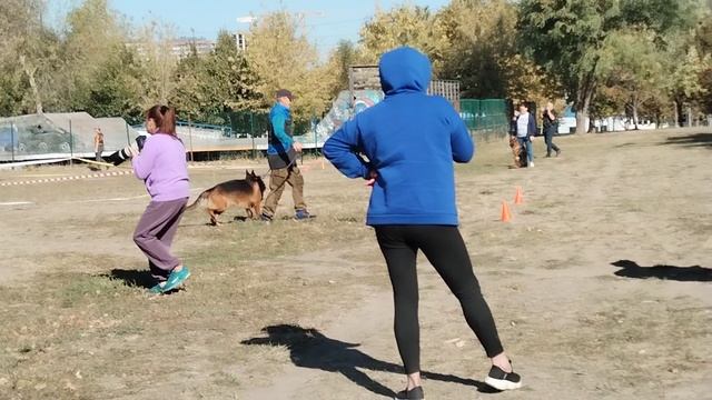 De Orse Mak Flai ZHITAN ++- №9 / КЧК РОСТОВ-НА-ДОНУ 06 октября`24 Моно немецких овчарок