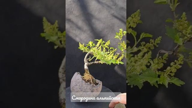 Смородина альпийская в бонсай #shorts #garden #bonsai #gardening #plant