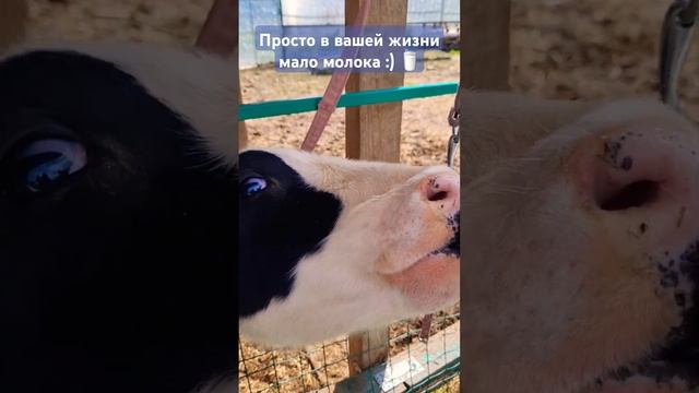 Малыш хочет есть #молоко #корова #бурёнка