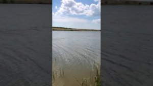 рыбалка в Анапе Родные просторы  сом