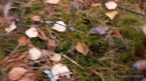 ГРИБЫ Боровые ГИГАНТЫ Мутанты Откопыши , Есть! ВТОРАЯ Волна Боровиков  СЕРДЦЕ НЕ ВЫДЕРЖИВАЕТ/ПОВТОР