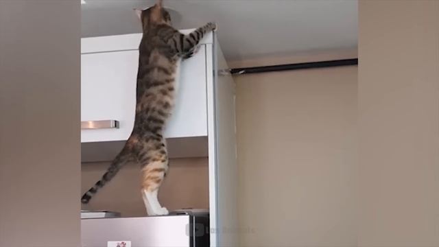  Самые Смешные Животные Приколы С Котами И Собаками 
котяра рыжийкот кот кошка котики