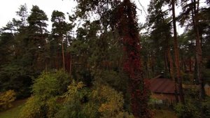 Осенний синематик #walksnail #moonlight #pavo20