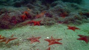 Жизнь среди водорослей – настоящая драма, как и в любом другом лесу.