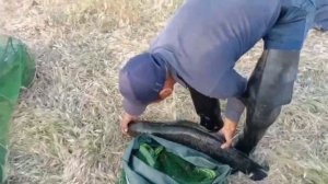 Рыбалка в Узбекистане.#baliqovi #fishing #рыбалка #узбекистан #fish #змееголов #snakehead