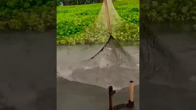 Amazing trap best fishing, Village FisherMan catch fish,Village fly fishing A lots of fishing video