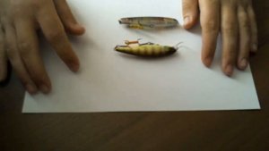 Краткий обзор Jackall Squad Minnow 80F и Bonnie 85