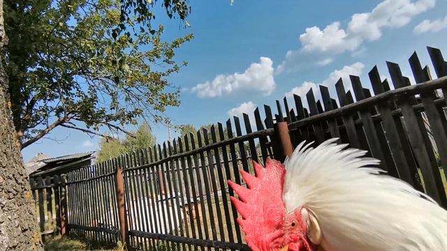 Как поймать петуха для воспитательной беседы! Деревенское экшон видео