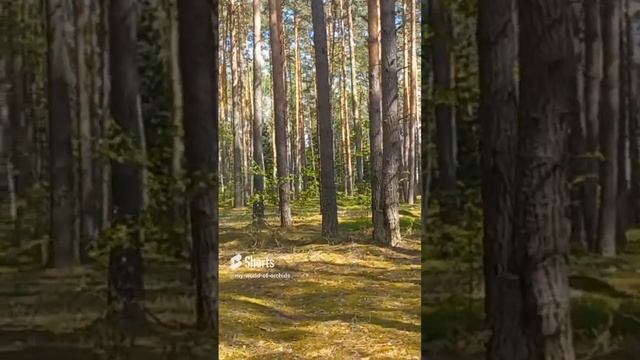 НеКТО ДРУГОЙ НЕ МОЖЕТ ПРОЙТИ ТВОЮ ДОРОГУ