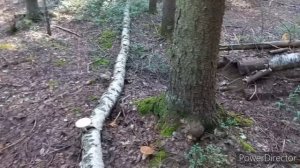 Грибной Сбор ,Лес , Без грибов Лес меня не отпускает , Дубак , замёрзла