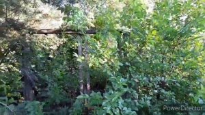 Покинутый Мир. Уходящая Россия.  Байки из мёртвой деревни.