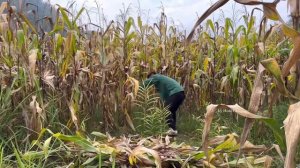 single mother: Helping people in distress and harvesting corn with the policeman