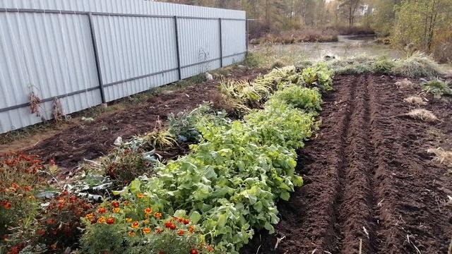 Чеснок. 06.10.24 памятка смотреть онлайн