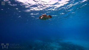 TURTLE PARADISE 2 - a Nature Relaxation™ Underwater Ambient 8K Film ft Relax Moods Music - 2 HOURS