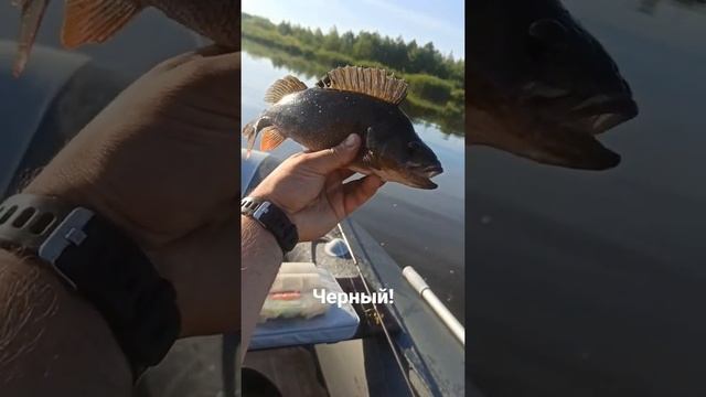 #окунь #спининг #неман #горбач смотреть онлайн
