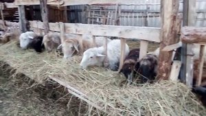 Кормушка для овец