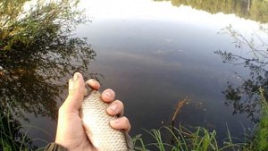летняя рыбалка на карася,рыбачу на спиннинг и на удочку,стока карася еще не ловил!