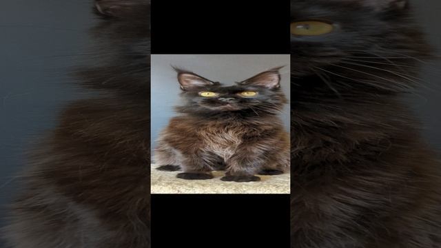 1000135574.mp4