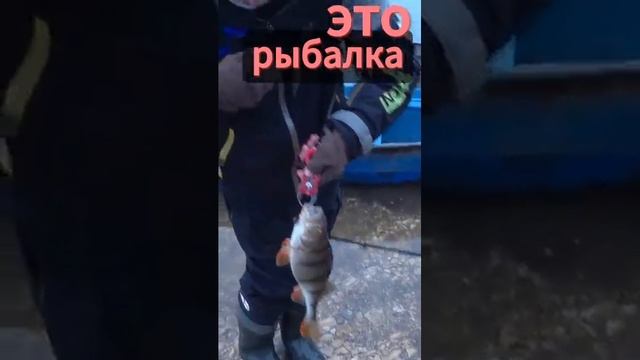 Микроджиг и ловля окуня зимой на Рыбалке