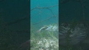 Подводная сьемка поклевка щуки #fishing #pike #underwater #рыбалка #подводнаясъемка