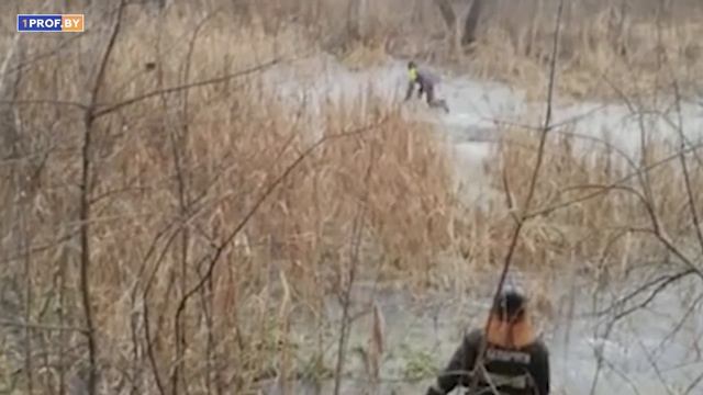 ТОП-5 случаев спасения животных смотреть онлайн