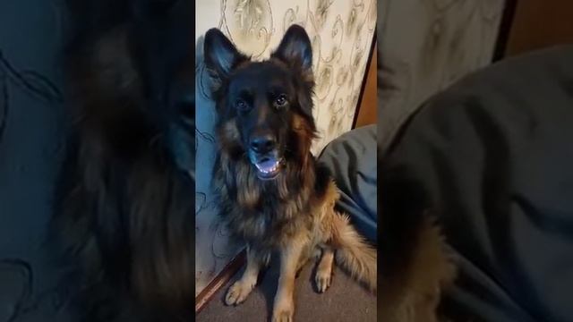 Моя бубочка