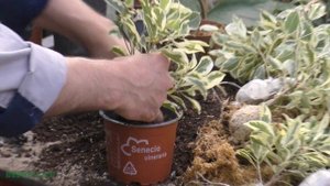 Фикусы - посадка отводок черенков.