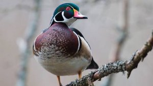 Каролинская утка: Превзошла кукушку по наглости. Они подбрасывают свои яйца совам