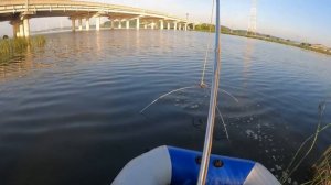 Отборный сазан на паук-подъемник. #fishing #рыбалка #낚시 #carpfishing