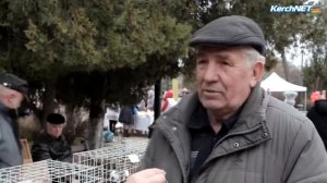 На выставку птиц в Керчь приедут краснодарские голубеводы
