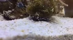 Трохус улитка