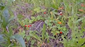 Мой мир  Село Алгасово