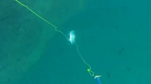 Подводная охота, Крым, Новый Свет