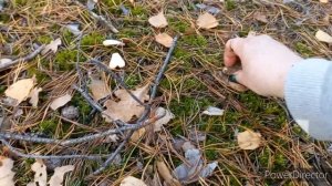 Элитные БОРОВИКИ/ Хожу за Грибниками и Собираю Грибы