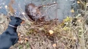 Охота на бобра капканом