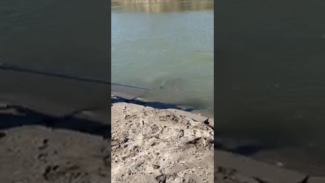 ВЫВАЖИВАНИЕ САЗАНА. САЗАН НА ЖМЫХ 🎣, Сазан на бойл. Рыбалка на Каратале. Рыбалка в Жетысу.