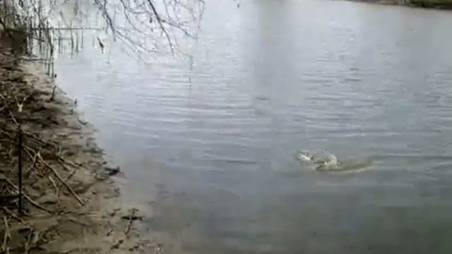 Рыбалка удалась.Карась в Глобинском районе. смотреть онлайн