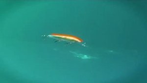 Rapala Down Deep Husky Jerk