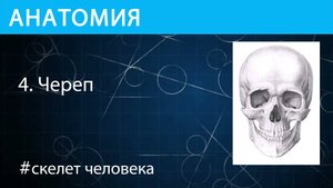 Анатомия: строение черепа скелета человека