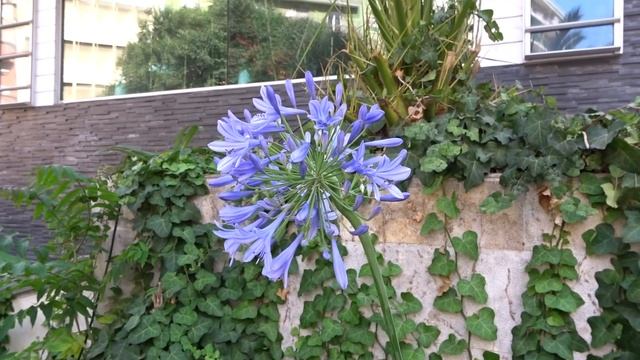 VLOG - ANIME, FRUIT LOOPS e PARTY & Co смотреть онлайн