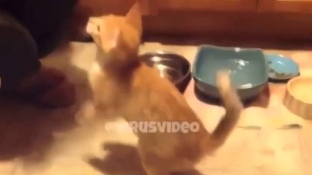 САМОЕ КРУТОЕ СМЕШНОЕ ИНТЕРЕСНОЕ ВИДЕО, 2016 !!! смотреть онлайн