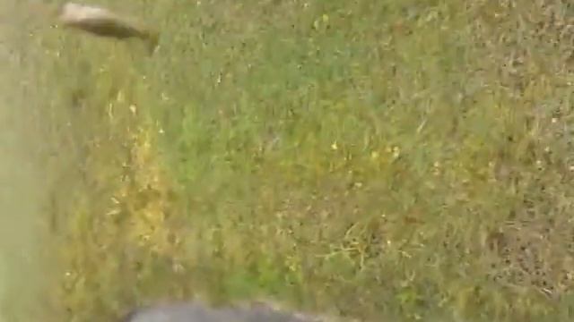 Bass caught on DOA jerk bait смотреть онлайн