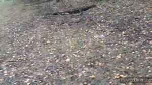 Шок Находки в Лесу/ Лес удивляет/4.10.21 Грибы/