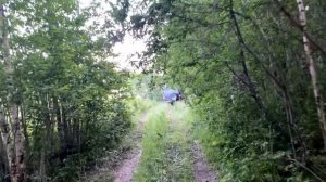 Карелия 2023 (Кукурецкая гать)