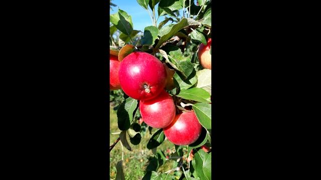 Хвалынские яблоки,красивые фото ,урожай 2019,фермер видео,сады,яблочный сок. смотреть онлайн