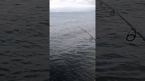 My New Kastking Sharky III 1000 | unbox/greasing/fieldtesting... 🎣